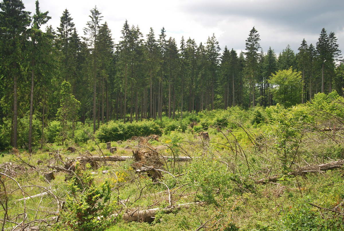 2012-06-10 Hohenroth 130.jpg